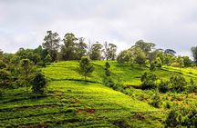 Coimbatore to Ooty Day Trip - Explore A Perfect Hill Station 
