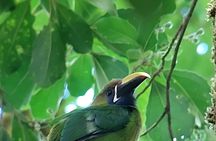 Natural History Walk in the Cloud Forest in Monteverde