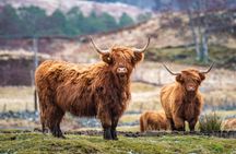 Edinburgh: Highland Lochs & Glens with Hairy Coo's (Small-Group)