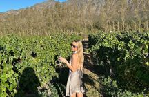 From Cape Town Private Luxury Wine Tour with Two Wine Tastings