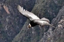 Package 2 days Puno Colca Arequipa Canyon