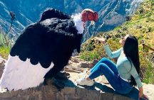 Package 2 days Puno Colca Arequipa Canyon