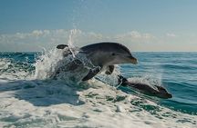 !! Flippers Fun Boat !! Dolphin Adventure Clearwater Beach!