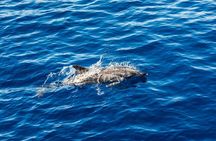 Ortigia-blue cave island tour with dolphin sighting