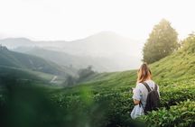 Ella Experience with Picturesque Tea Estate and Train Journey