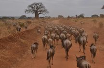 7 Days 6 Nights Wildlife Safari