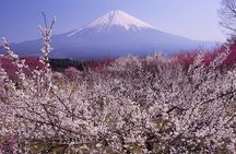 Mt fuji & Hakone customizable day tour w/ English speaking driver