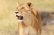 3 Days Maasai mara Private safari