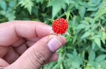 Waterfall Organic Coffee Taste and Forest Community Tour 