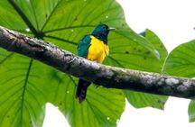 Waterfall Organic Coffee Taste and Forest Community Tour 