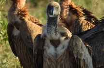 2 Days Tsavo East Safari from Mombasa