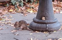 Garbage and Rats in New York City Walking Tour