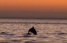 Scenic Sunset Cruise from Historic Johns Pass, Free Beer and Wine