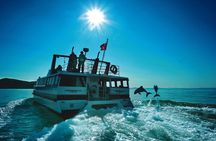Akaroa Swim with Dolphins Tour from Christchurch
