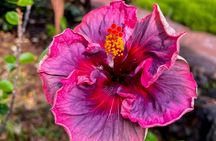 Historic Hawaii and Big Island Market Private Tour 