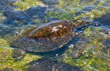 Historic Hawaii and Big Island Market Private Tour For Up To 4