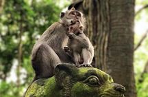 Ubud Central Bali Private Group Tour