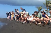 Bali Horse Riding and Turtle Release at Saba Beach