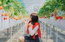 YokaBus Fukuoka Strawberry Picking and Sakura Dyeing Experience