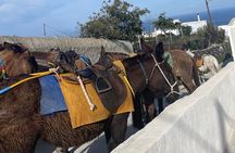 Morning Escape in Santorini: A Day Tour of Island Beauty