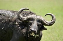 2 Days Amboseli Safari Adventure from Nairobi Classic Game Drives