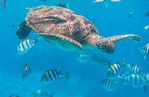 Similan Islands Turtles Tour By Speed Boat Pick up from Phuket