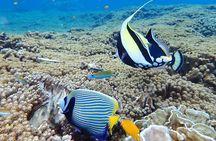 Similan Islands Turtles Tour By Speed Boat Pick up from Phuket