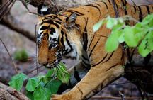 Chitwan Jungle Safari-All inclusive 3 Days Chitwan Tour