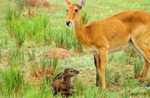 3 Days Murchison Falls National Park with Bigfive