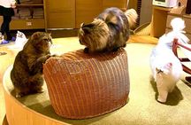 PM Tokyo Gotokuji Cat Temple Shinjuku Cat Cafe and 3D Cat Tour