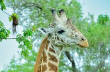 2 Days Akagera National Park Safari