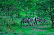 2 Days Akagera National Park Safari
