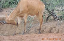 2 Days 1 Night Murchison falls Park Wildlife Safari