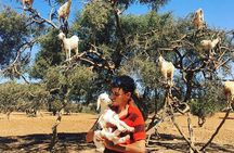 Meeting the Acrobatic Goats and Crocodiles of Morocco