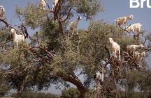 Meeting the Acrobatic Goats and Crocodiles of Morocco