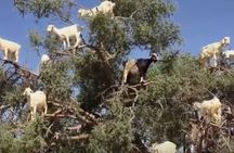 Meeting the Acrobatic Goats and Crocodiles of Morocco
