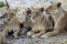 3 Day Etosha National Park Safari from Windhoek