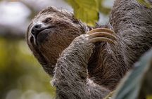 Sloth Watching Tour in Arenal – Easy Nature Walk for All Ages