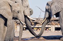 3 Day Etosha National Park Safari from Windhoek