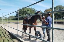 Equestrian classes - The Art of Riding a Horse