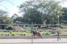 Equestrian classes - The Art of Riding a Horse