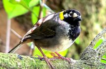 Birdwatching Tour in the Wildlife of Monteverde
