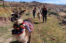 Llama Hiking & History Experience (Cusco Region): ANDEAN COLORS