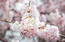 Tokyo Cherry Blossom Matcha Experience in Yoyogi Park (Shibuya)