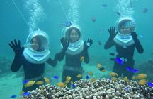 Step Into Ishigaki's Underwater Paradise！