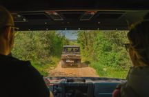 Olive Oil Tasting and Sunset Buggy Tour with Your Local Guide