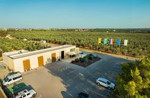 Olive Oil Tasting and Sunset Buggy Tour with Your Local Guide