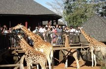 Giraffe Center Nairobi National Park with Carnivore Restaurant
