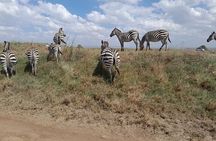 Giraffe Center Nairobi National Park with Carnivore Restaurant