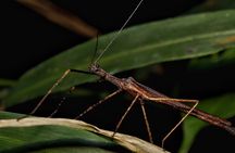 Rainforest Twilight: Sloth Encounters & Night Walk